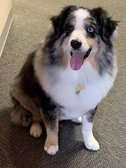 a dog with her tongue out
